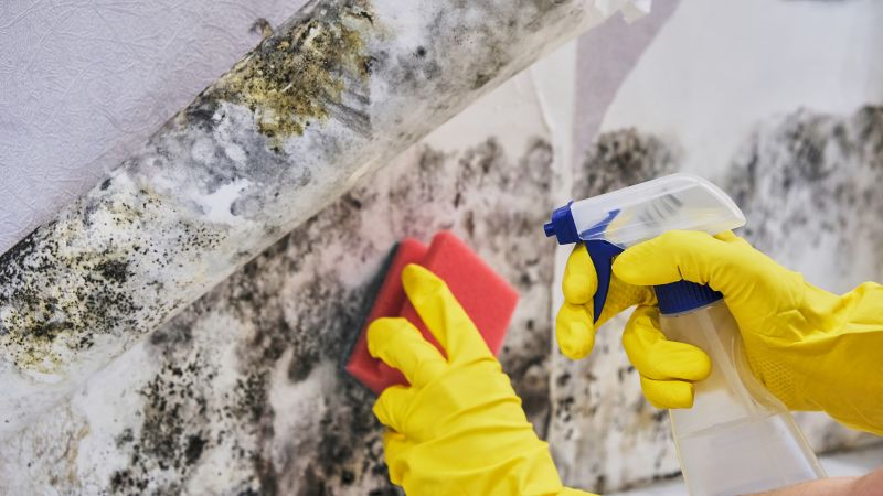 Common Causes Of Mold Growth In Homes