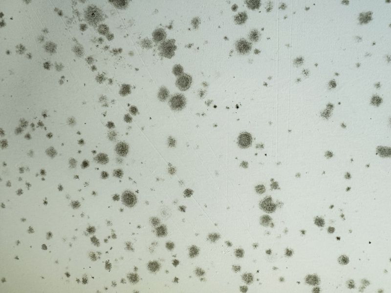 Mold Growth in Shower